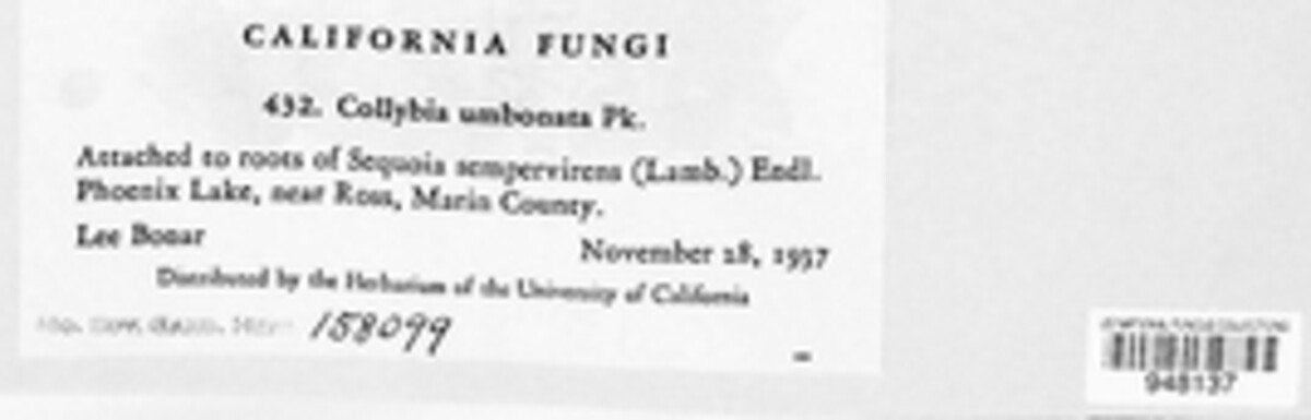 Caulorhiza umbonata image
